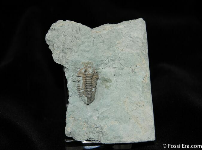 Inch Bargain Flexicalymene Trilobite #282
